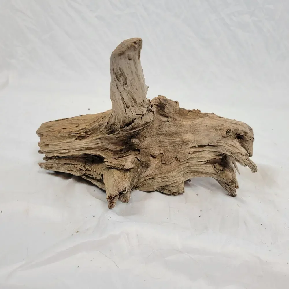 Ohio River Driftwood 13